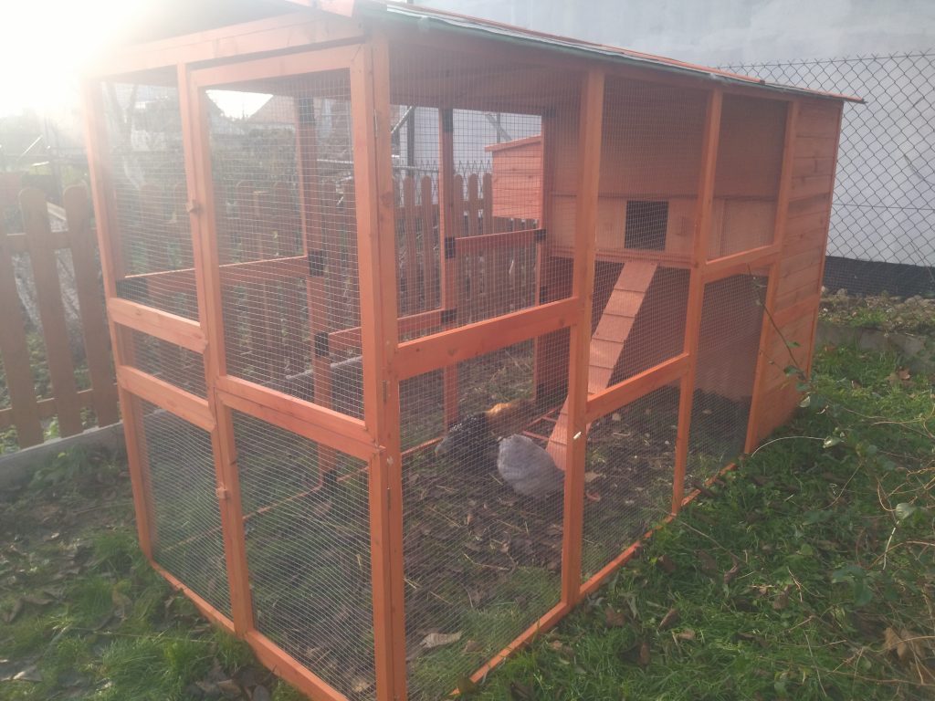 W kurniku wielkie zmiany. Przyszła wiosna. Nasze stado oczekuje potomstwa.