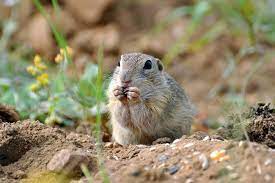 Suseł to malutki gryzoń, krewny wiewórki. Kocha otwarte przestrzenie. Został niemal całkowicie wytępiony na terytorium Polski w II połowie XX wieku. Ale... Ale... Na Dolnym Śląsku obecnie istnieją dwie populacje świstaka moręgowanego, a jedna z nich bardzo niedaleko nas, w Głębowicach (gmina Wińsko).