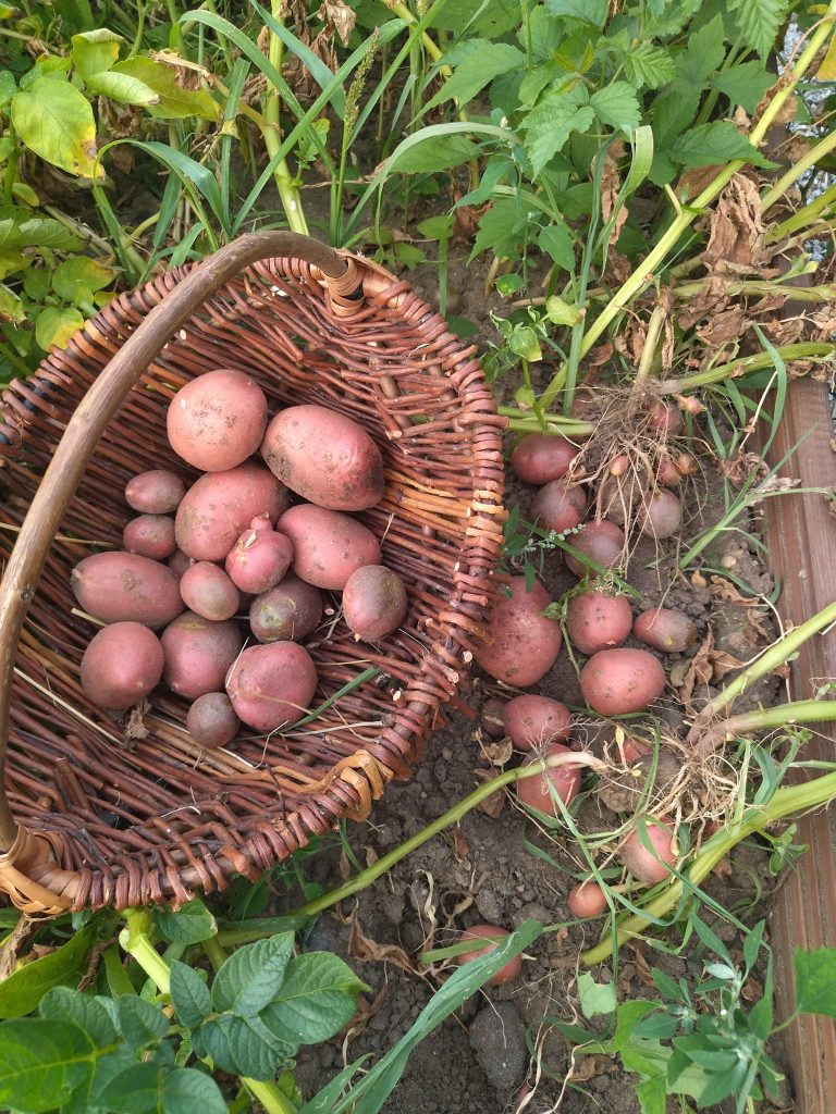 W latach 60. i 70. XX w. Polska określana była „potato landem”. Kochamy nasze kartofelki - frytki, ziemniaczki z koperkiem, placki ziemniaczane. A czy każde dziecko wie, jak rośnie ziemniak?