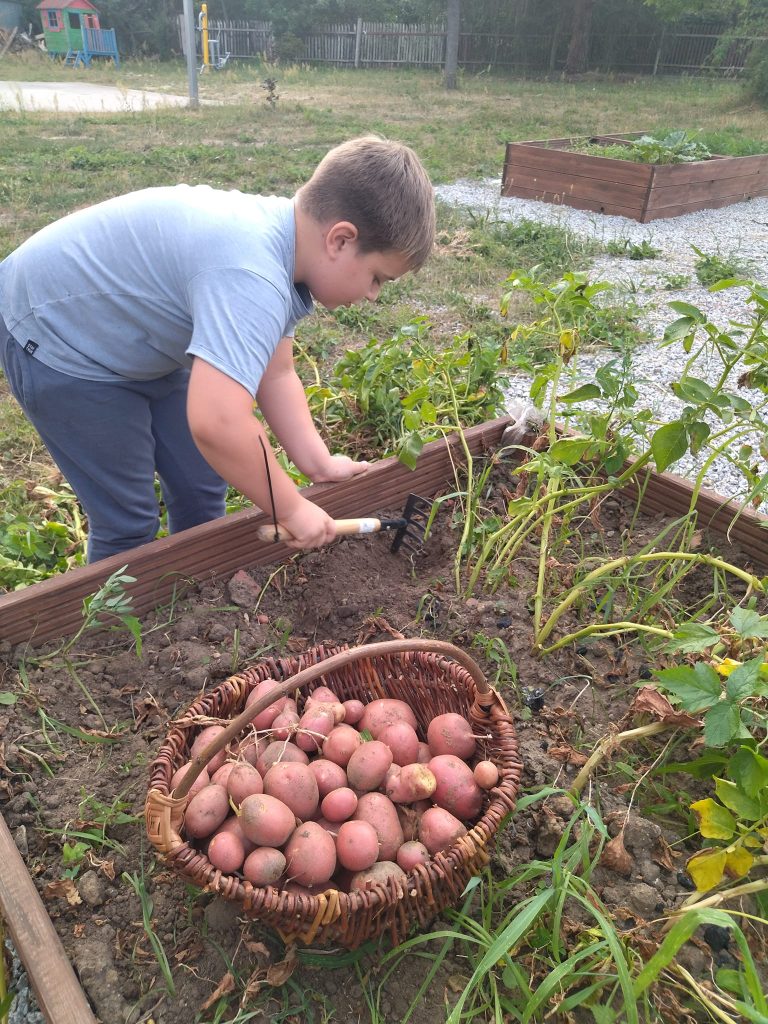 Nasi mali EkoNaturalni mieszkańcy Rudna już wiedzą, że ziemniaki nie rosną w warzywniaku:) Same je posadziły wiosną i zebrały jesienią swoje plony. Nasza odmiana nazywa się Red.